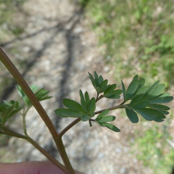 Corydalis solida 樹皮