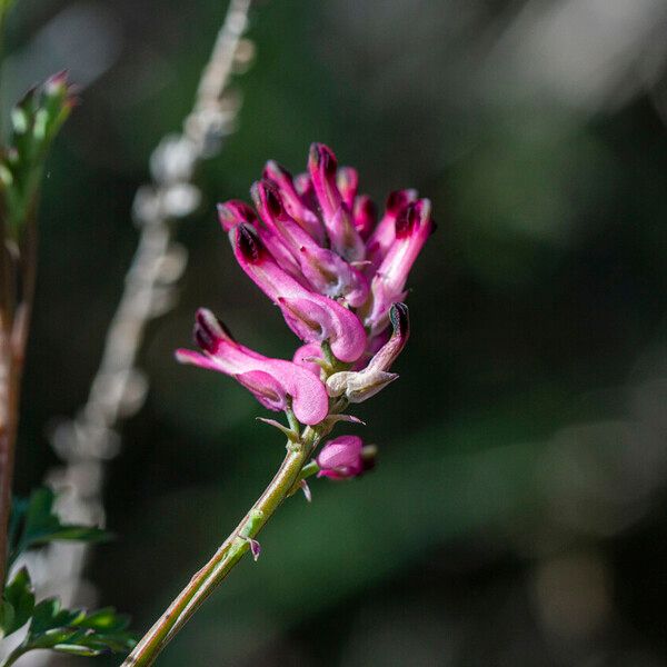 Fumaria officinalis Flor