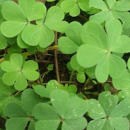 Oxalis dillenii Lehti