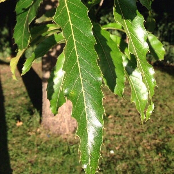 Quercus castaneifolia Leaf