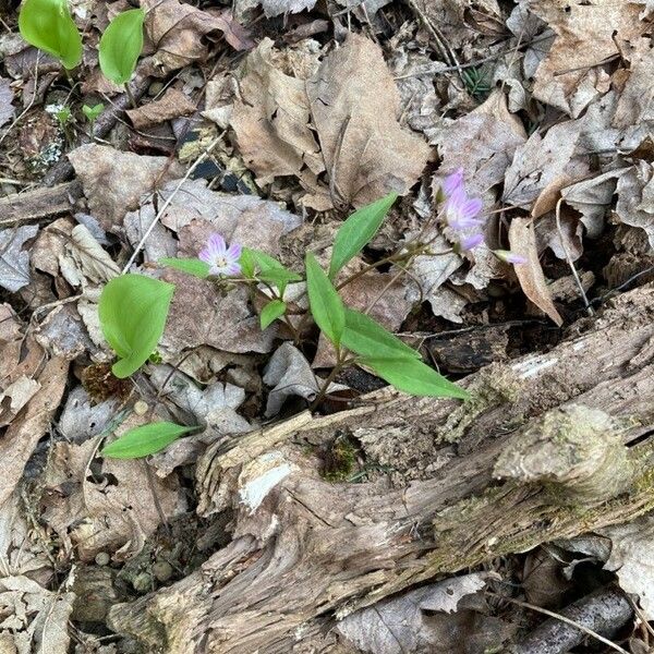 Claytonia lanceolata Žiedas