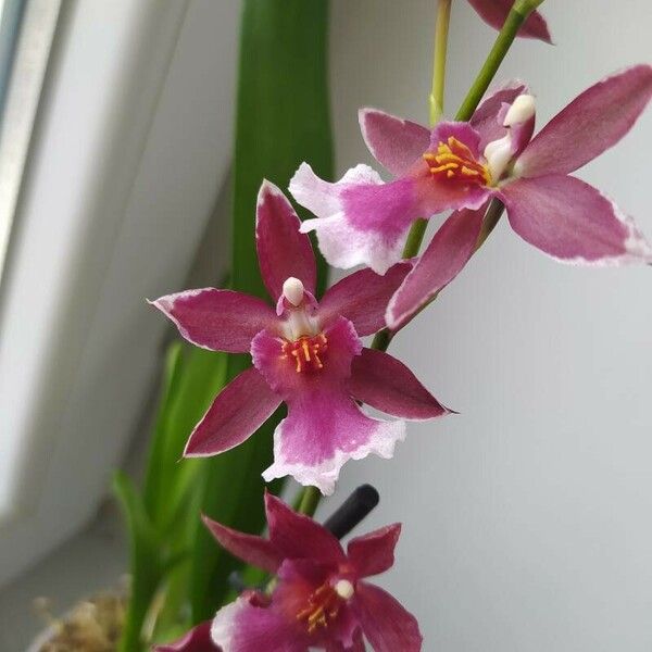 Oncidium altissimum Flower