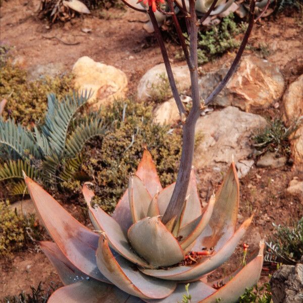 Aloe striata Hábito