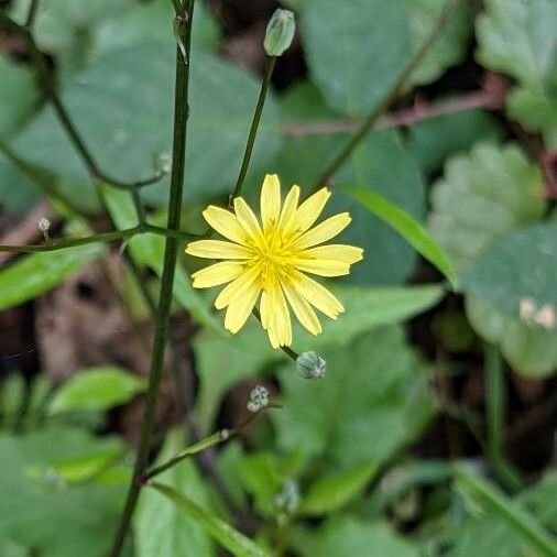 Lapsana communis Flor