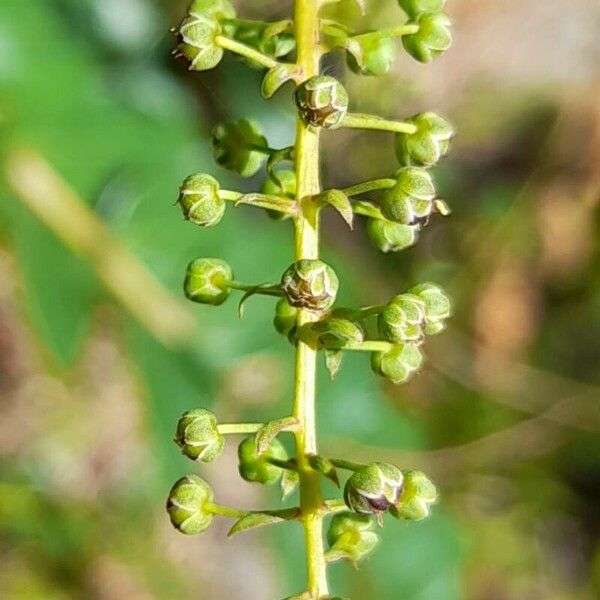 Coriaria ruscifolia 其他