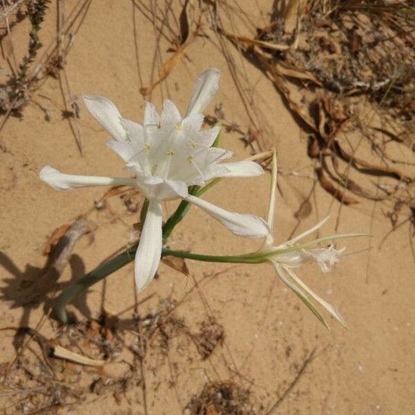 Pancratium maritimum പുഷ്പം