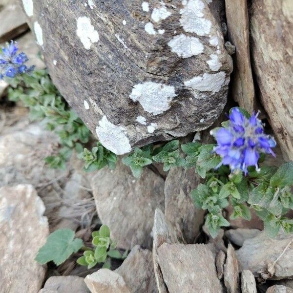 Veronica nummularia Blomst