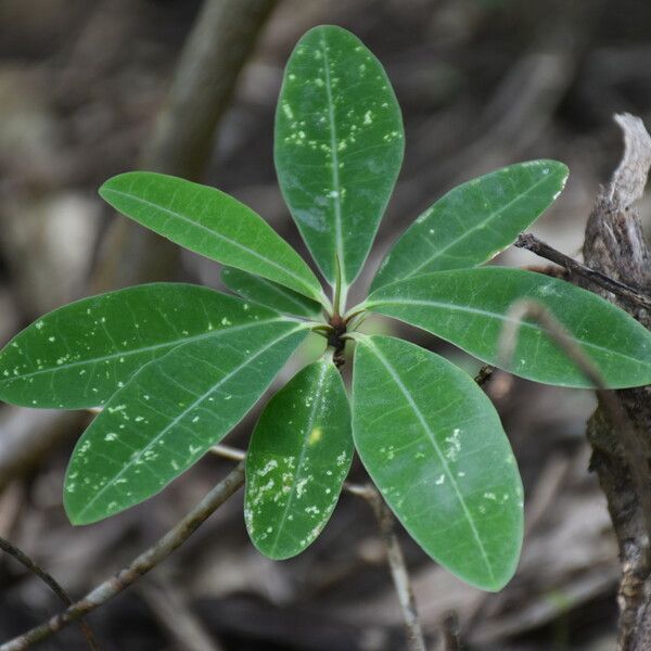 Euphorbia pyrifolia Folha