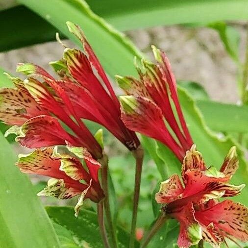 Alstroemeria brasiliensis Flower