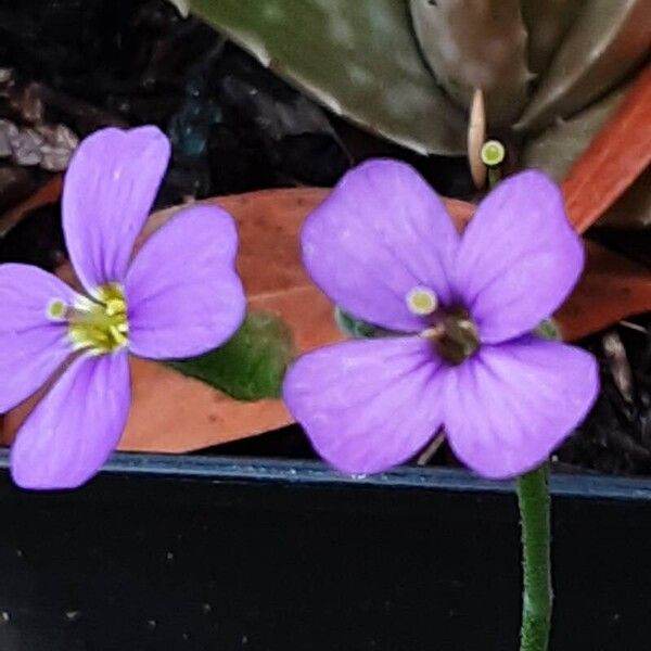 Aubrieta deltoidea Flor