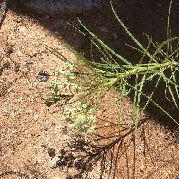Asclepias verticillata Квітка