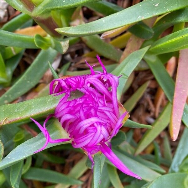 Carpobrotus acinaciformis Flower