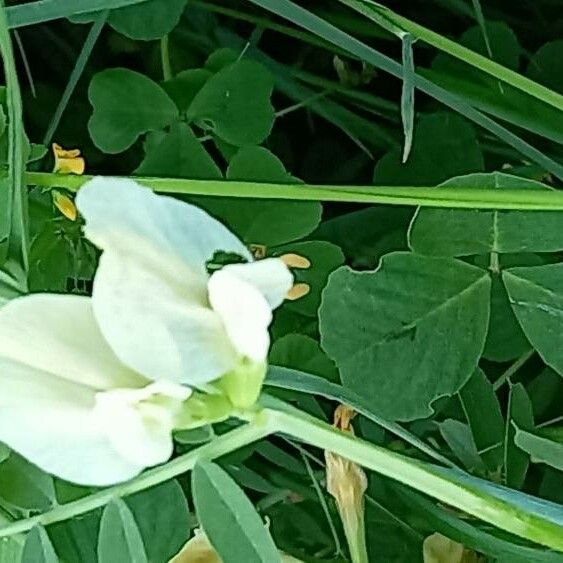 Vicia grandiflora 花