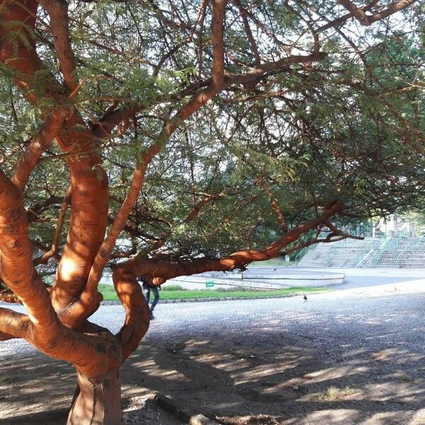 Arbutus menziesii Rusca