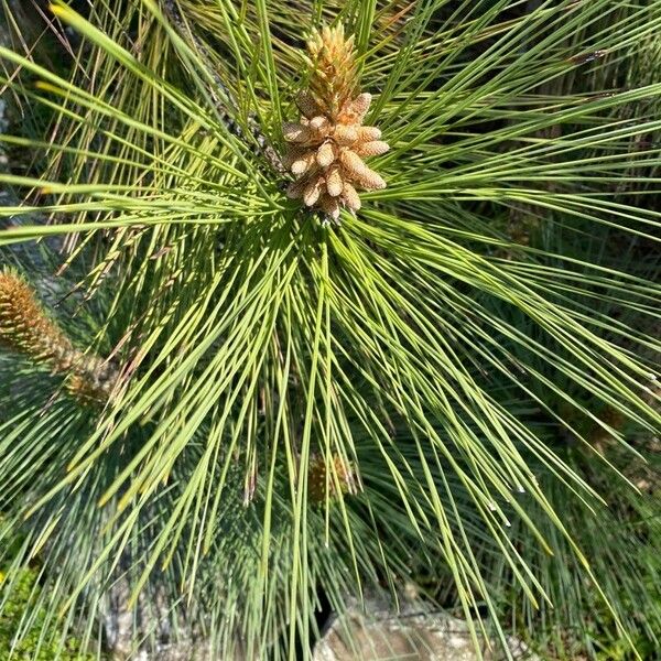 Pinus coulteri Leaf