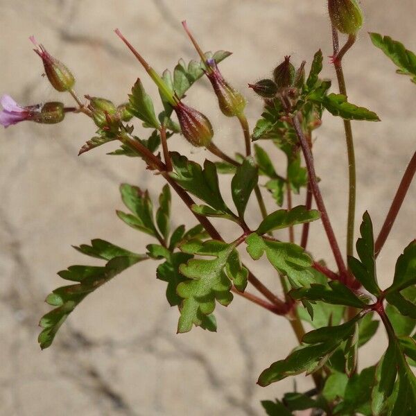 Geranium purpureum পাতা