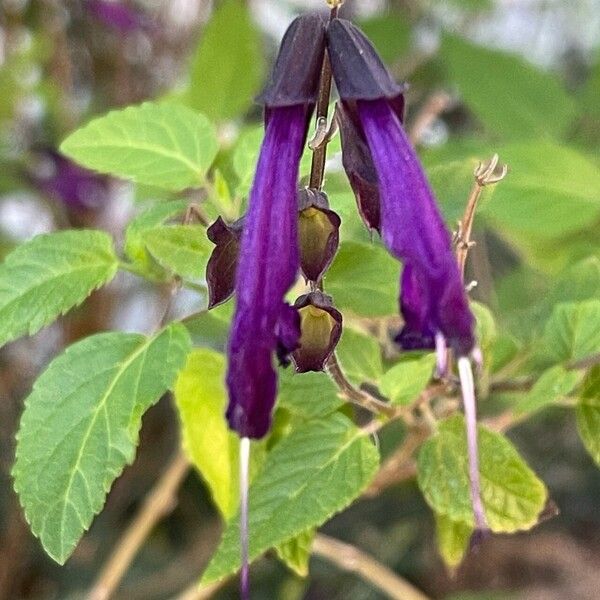 Salvia guaranitica Flors