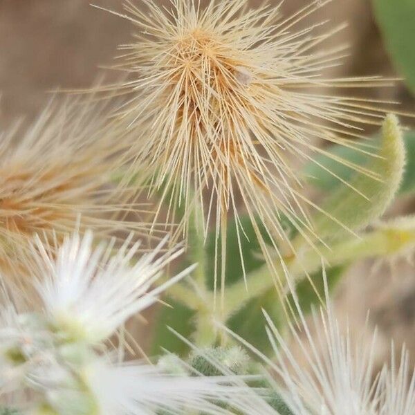 Cometes surattensis Fruit