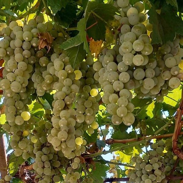 Vitis vinifera Gyümölcs