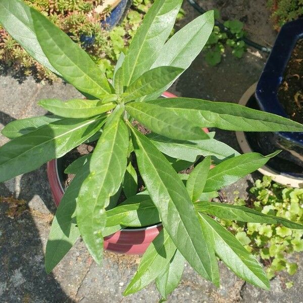 Gomphocarpus physocarpus Blad