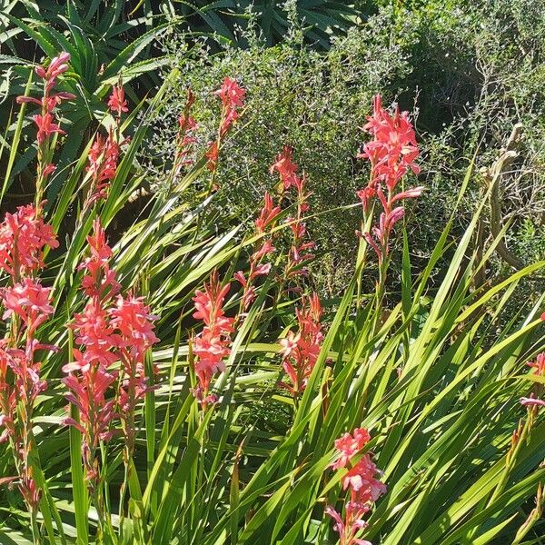 Watsonia borbonica Folla