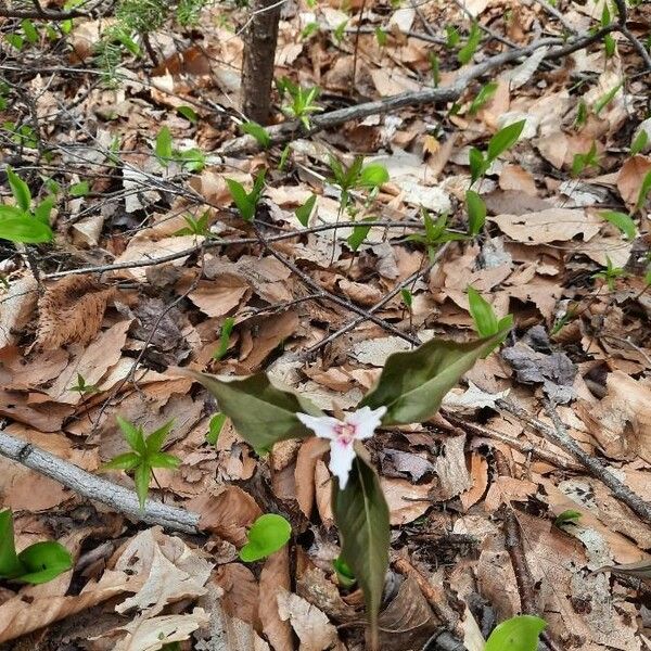 Trillium undulatum Blomst