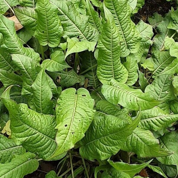 Persicaria orientalis Облик