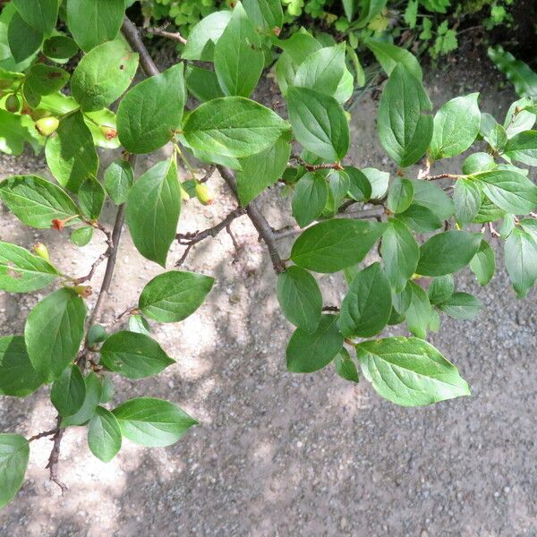 Cotoneaster hebephyllus برگ