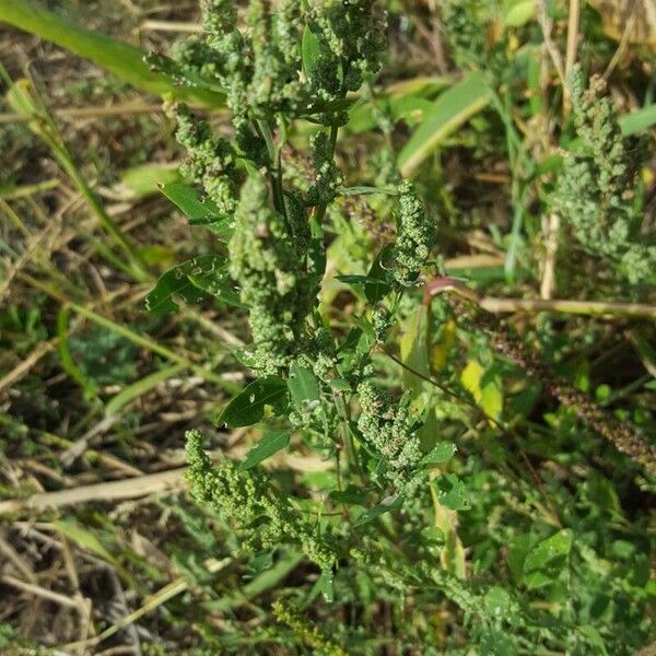 Chenopodium album Flower