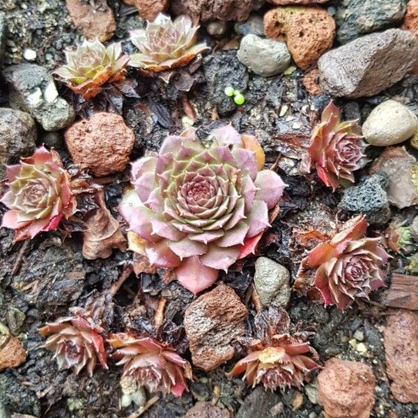 Sempervivum tectorum Blad