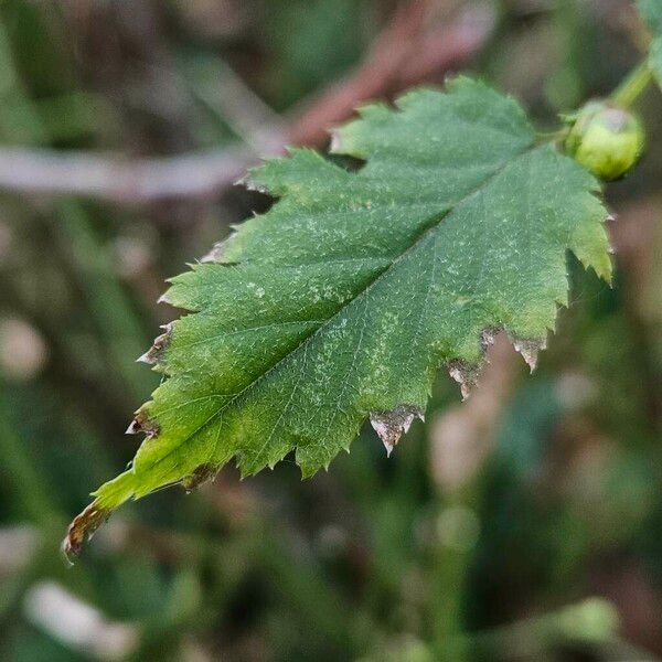 Kerria japonica Leaf