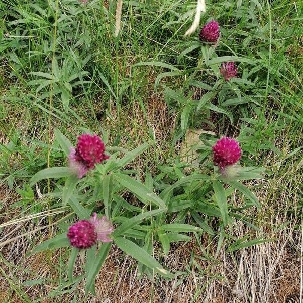 Trifolium alpestre Fiore