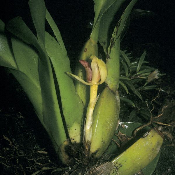 Maxillaria violaceopunctata Virág