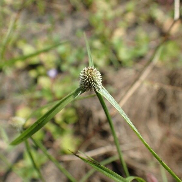 Cyperus hortensis Λουλούδι