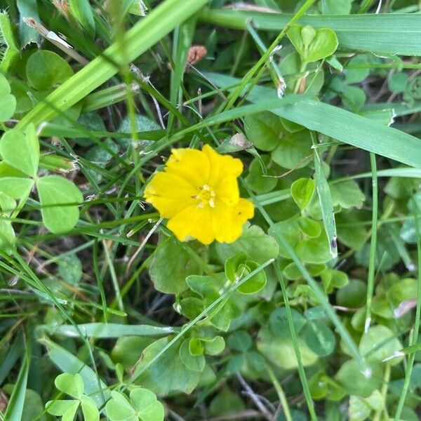 Lysimachia nummularia Цветок