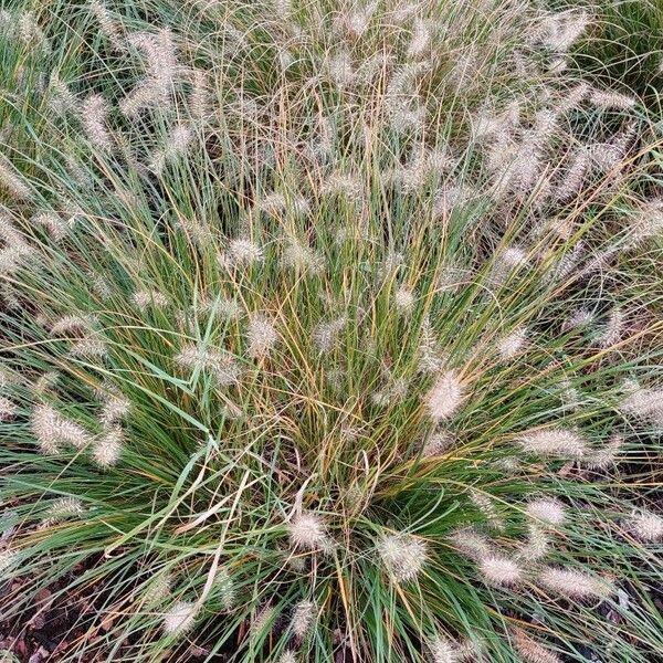 Cenchrus setaceus Plante entière