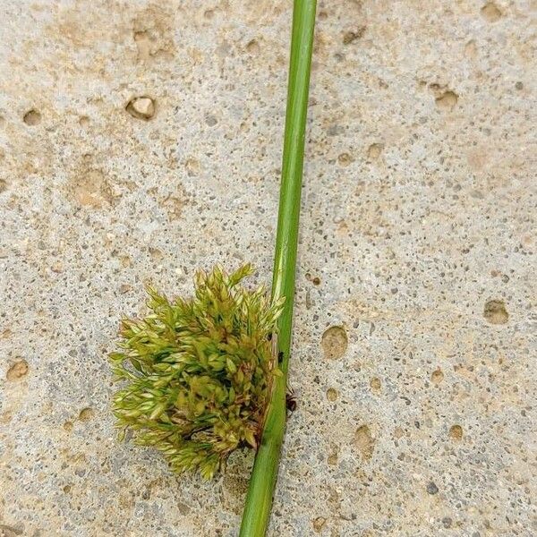 Juncus filiformis Blomst