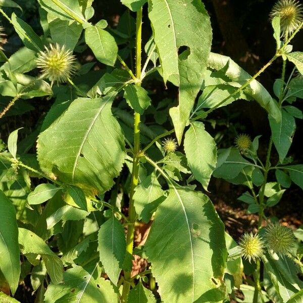 Dipsacus pilosus Folha