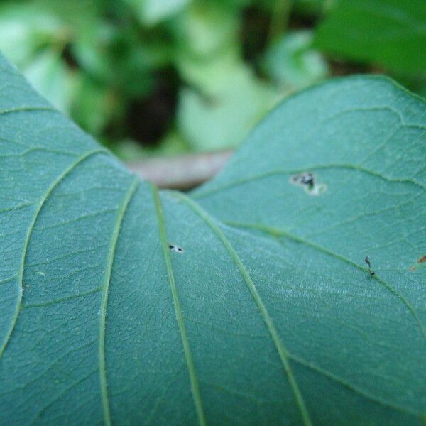 Smilax lasioneura Лист