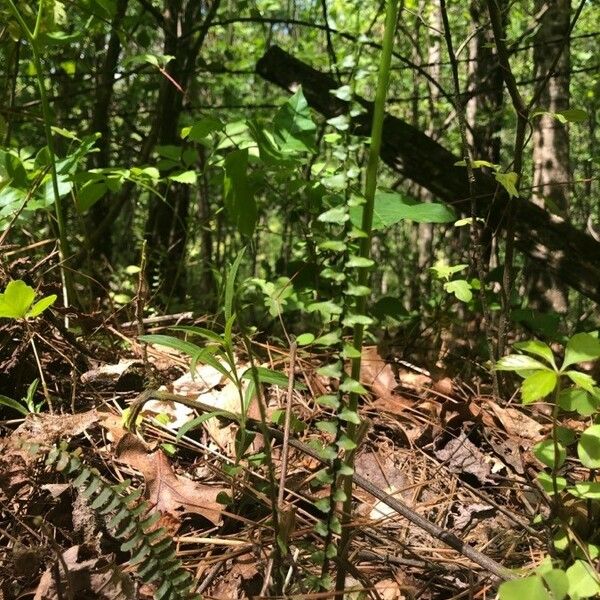 Asplenium platyneuron Hoja