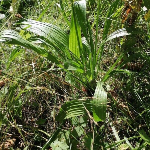 Plantago lanceolata Levél