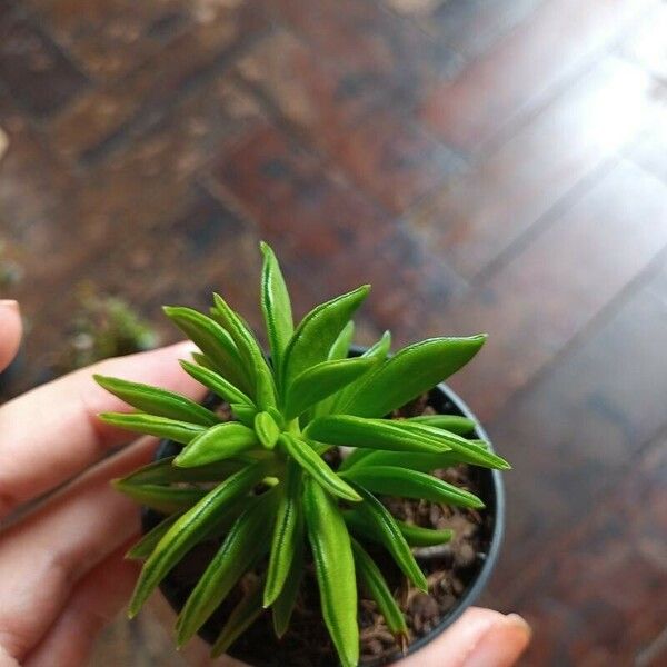 Peperomia dolabriformis Leaf