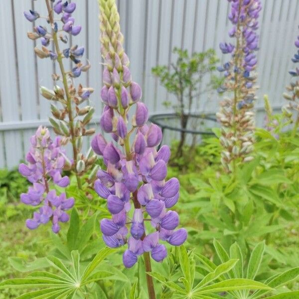 Lupinus perennis Flor