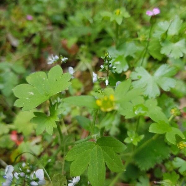 Ranunculus parviflorus List