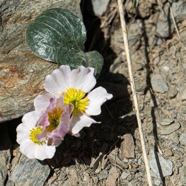 Ranunculus parnassifolius Flor