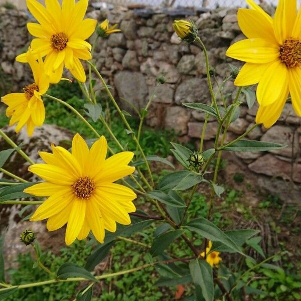 Helianthus × laetiflorus Flor