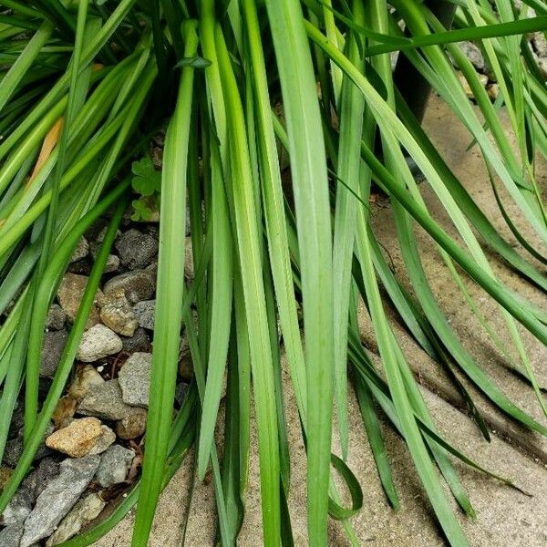 Leucojum aestivum List