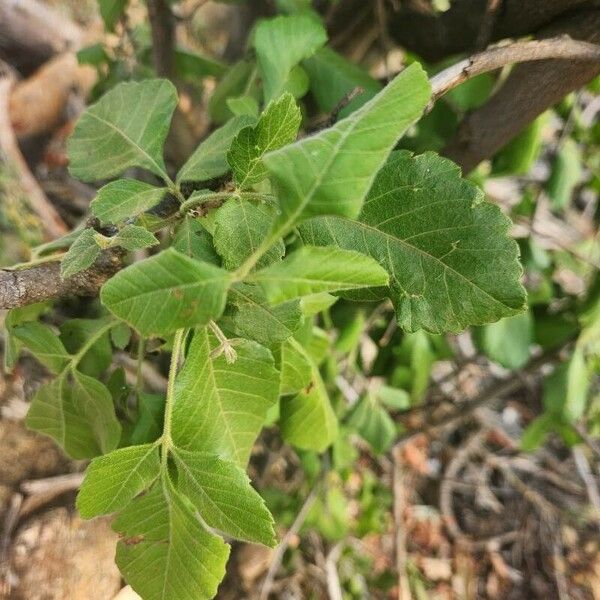 Allophylus rubifolius Leaf