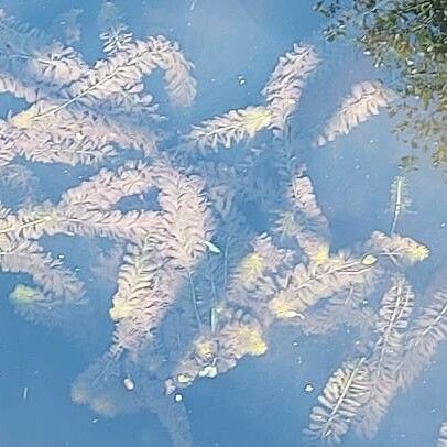 Elodea canadensis ഇല