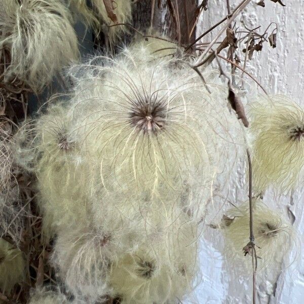 Clematis tangutica Frugt